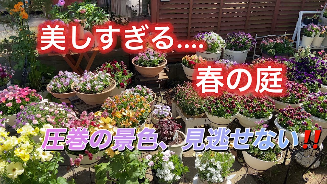 【圧巻の景色、春のガーデンツアー】見逃せないビオラの季節。鉢の数200以上。