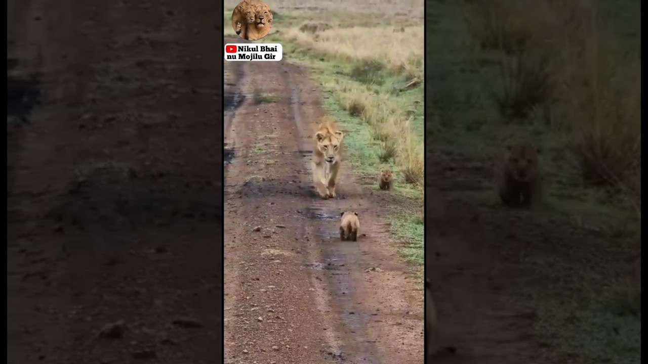 gandi gir no savaj 🦁 | ગિર નો સાવજ 🦁 || #viral #shorts  #nikulbhainumojilugir  #shortsfeed