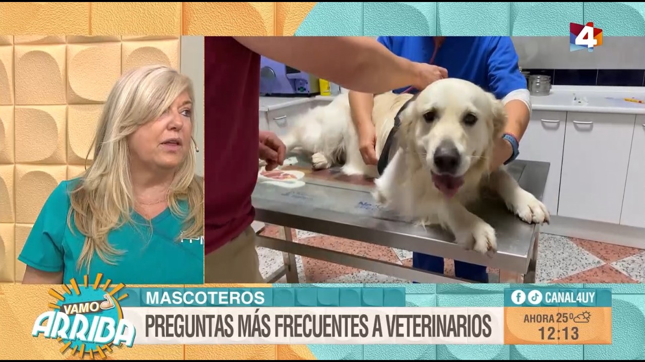 Vamo Arriba - Las preguntas más frecuentes a veterinarios