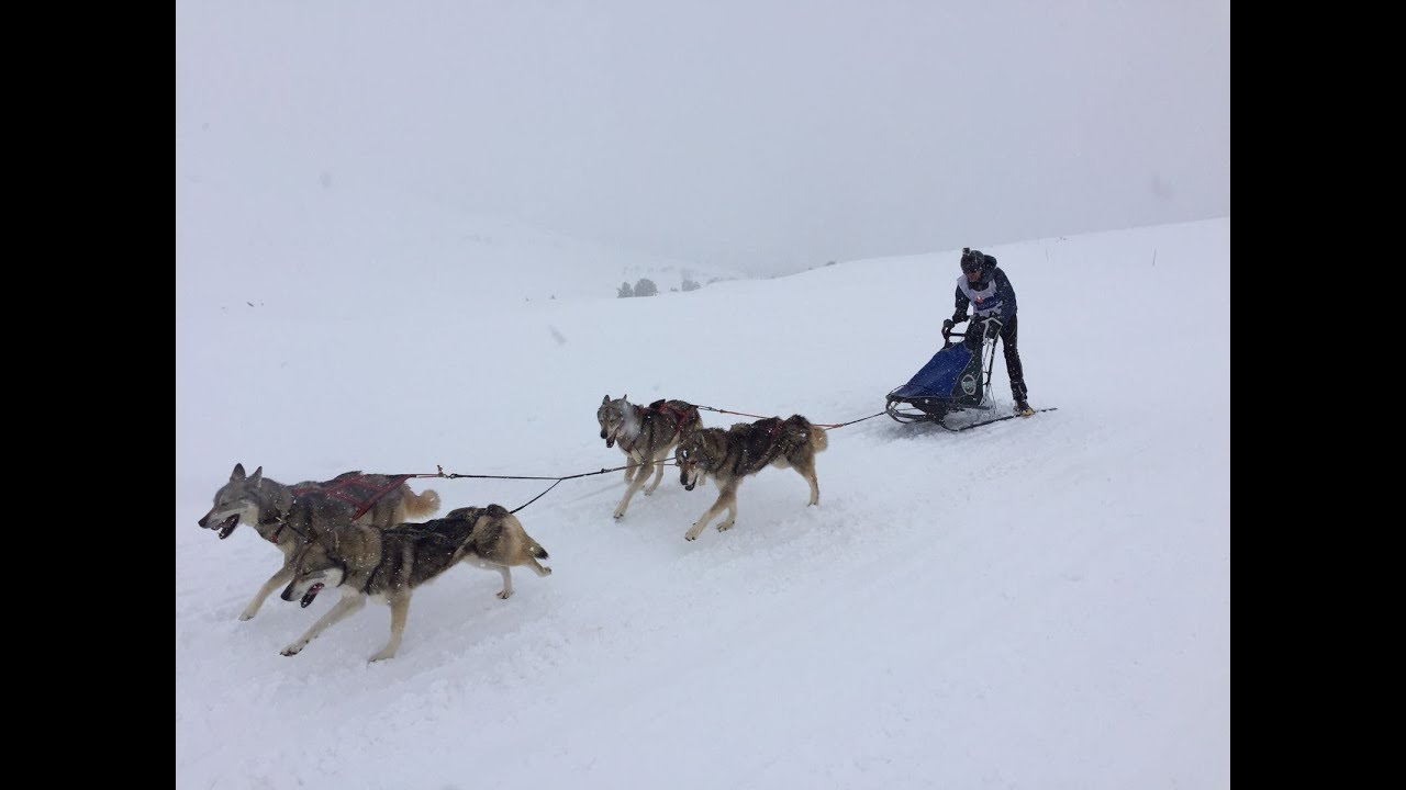 Historias- Mushing: pasi&oacute;n y deporte con perros en plena naturaleza