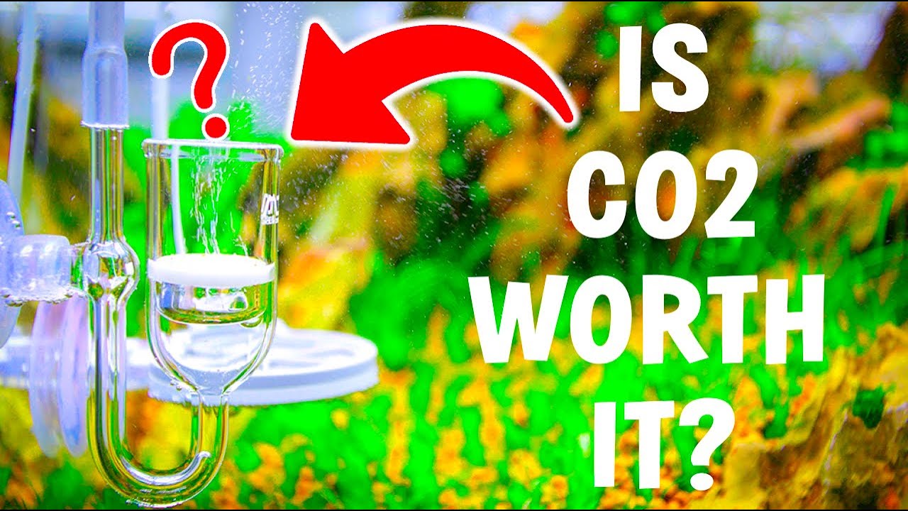 What CO2 REALLY Does For Your Aquarium | Side-By-Side Aquarium CO2 Experiment |