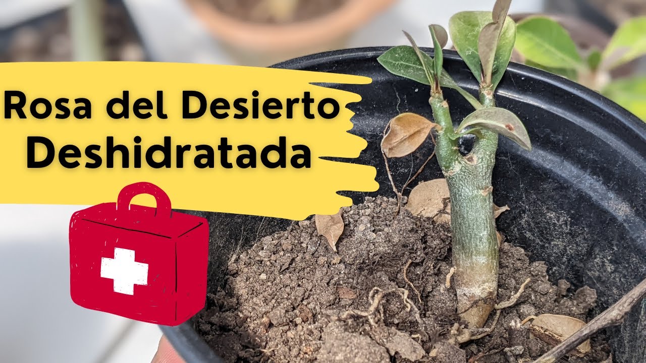 Mi Rosa del desierto está deshidratada 