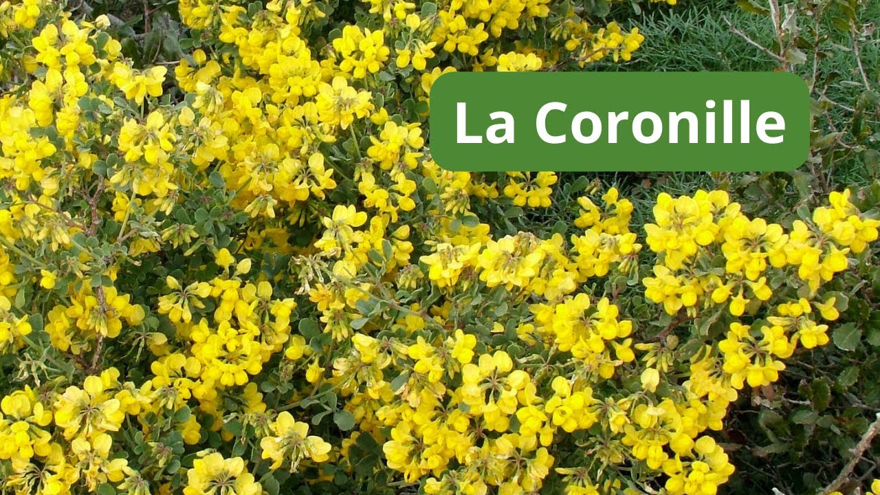 Un magnifique arbuste persistant à fleurs jaunes qui pousse rapidement.