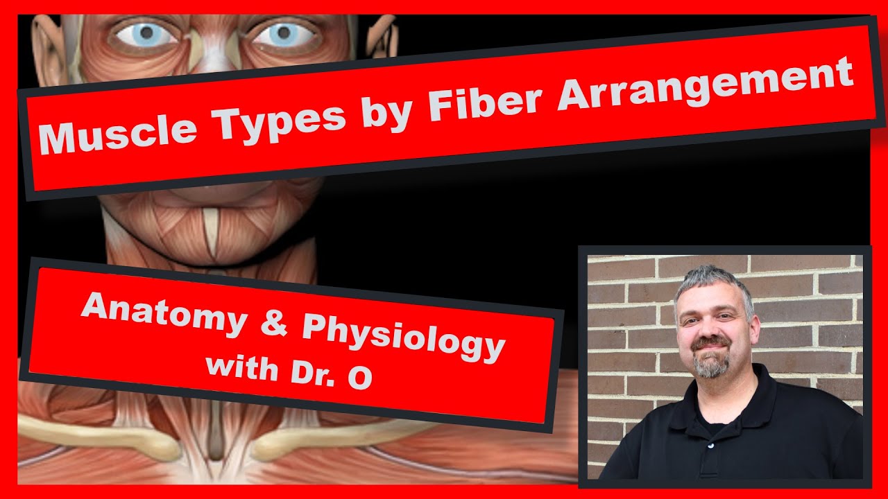 Muscle Types by Fiber Arrangement:  Anatomy and Physiology