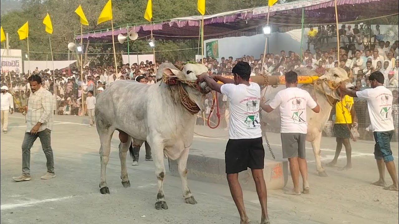 మహానంది న్యూ క్యాటగిరి 9 జత రామకృష్ణ చౌదరి గారు 1 బహుమతి కైవసం