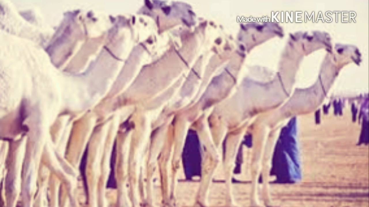 شيلة/ ياسمو هيبة ذوي زياد 2016