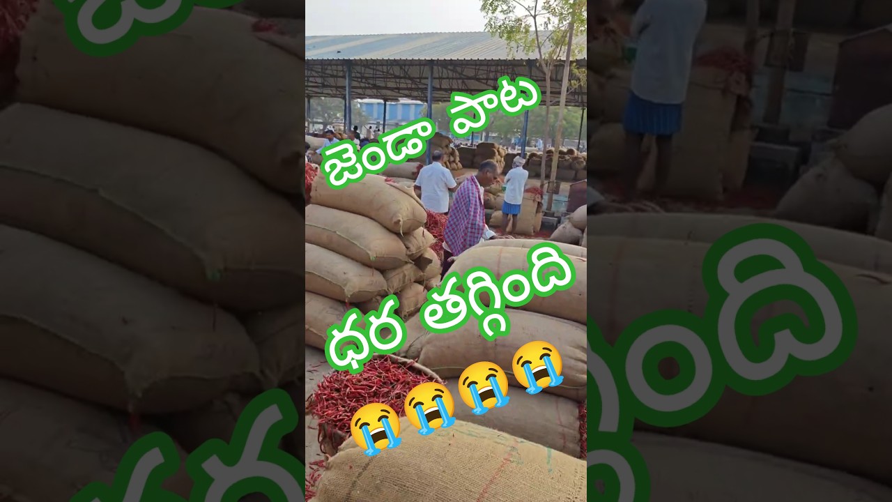 10/02/26 KHAMMAM MIRCHI TOTAL UPDATE #chiliseeds #mirchi #tsfarmers #agriculture #shorts