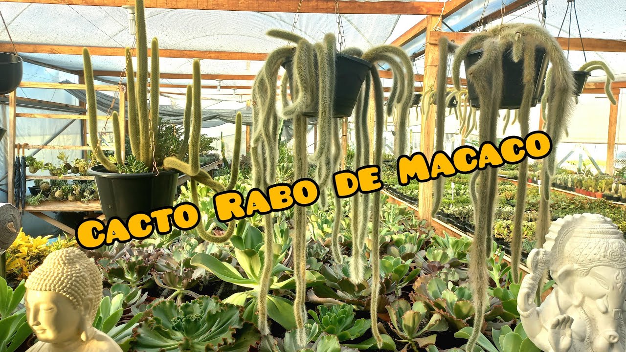 Cacto Rabo de Macaco Produ&ccedil;&atilde;o (Siga nosso Trabalho)