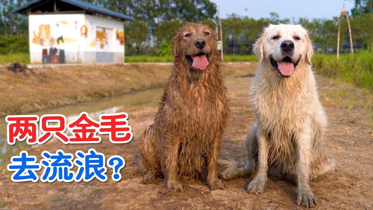两只狗狗跑丢了 ，主人疯狂的找，结果没想到！