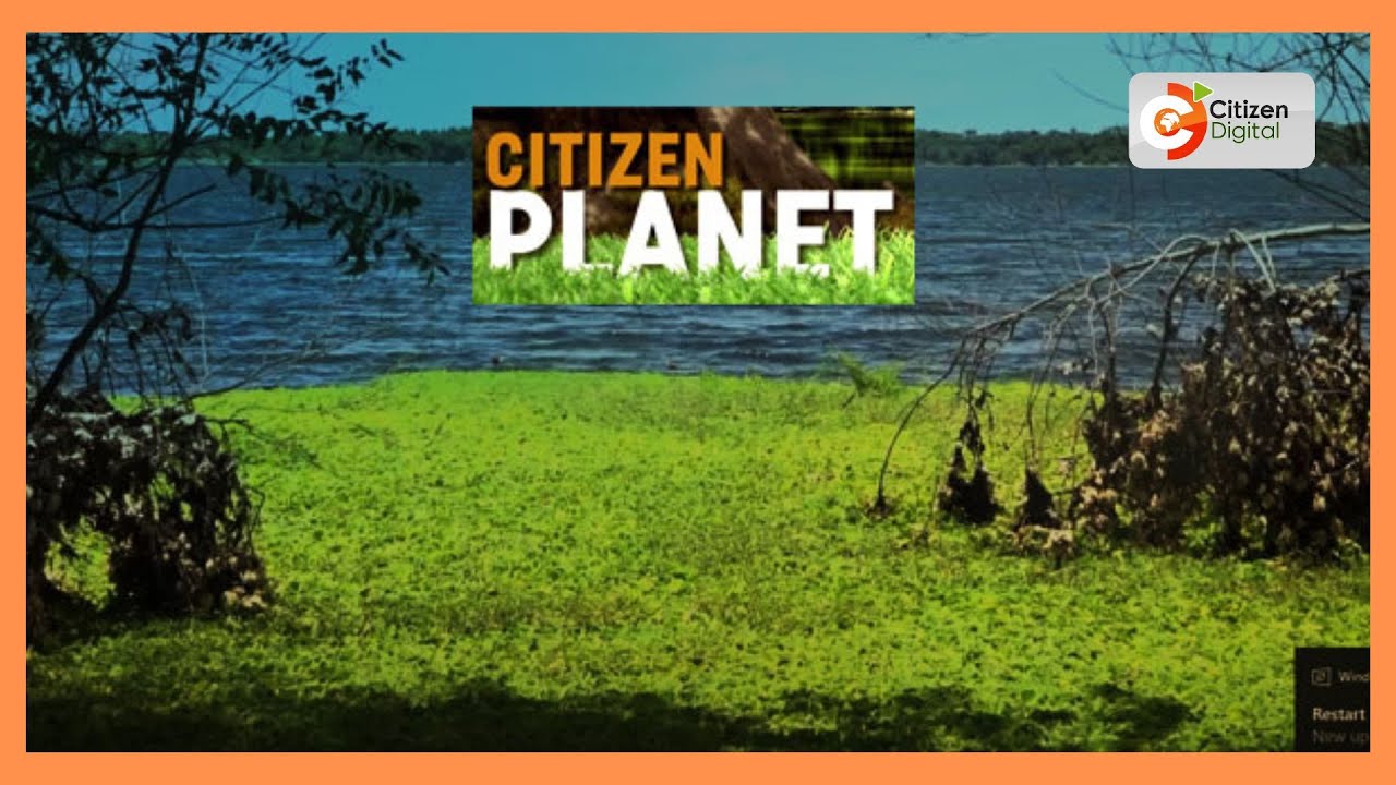 CITIZEN PLANET | Kiandu Coffee Factory turns to green energy