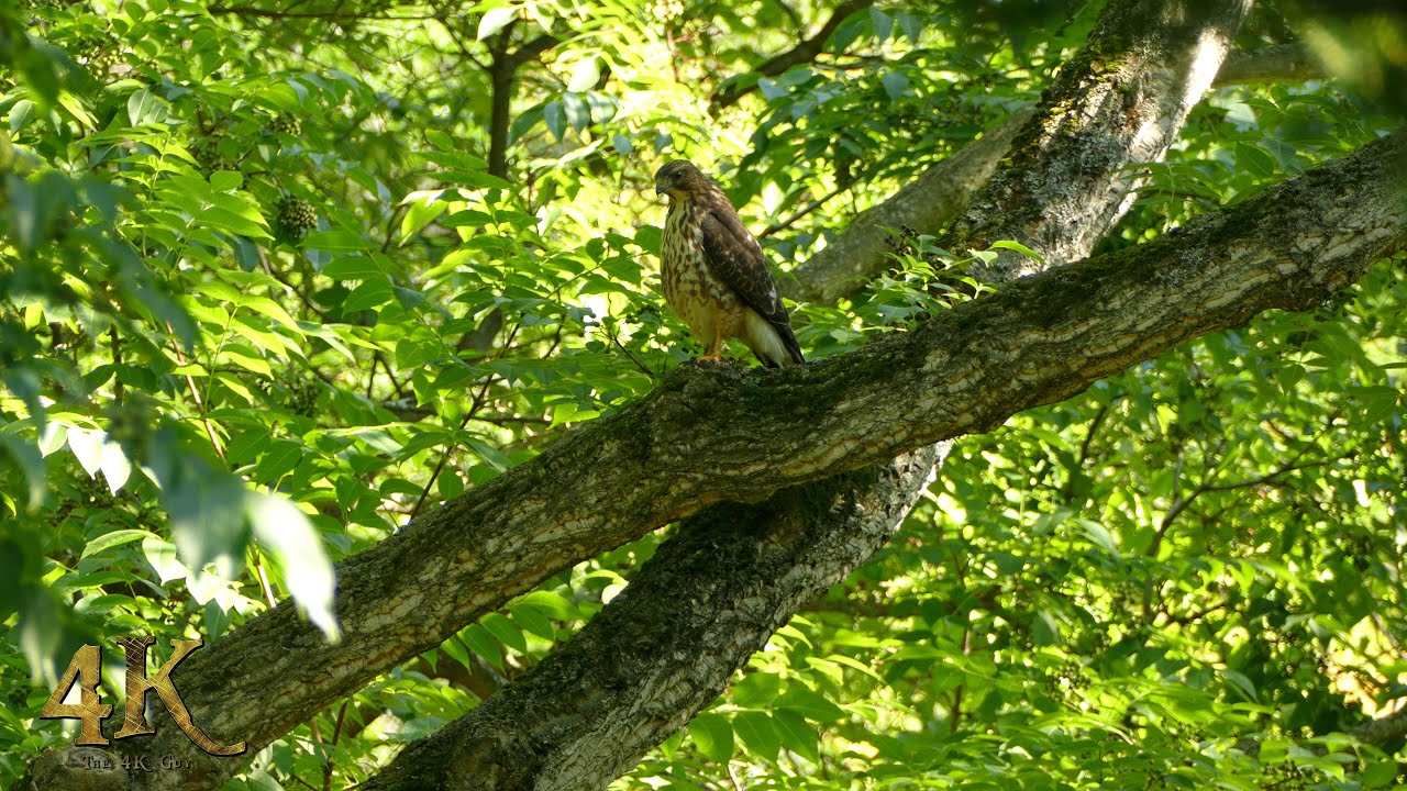 Canada part 3/4: Late summer one hour footage of nature and wildlife in 4K
