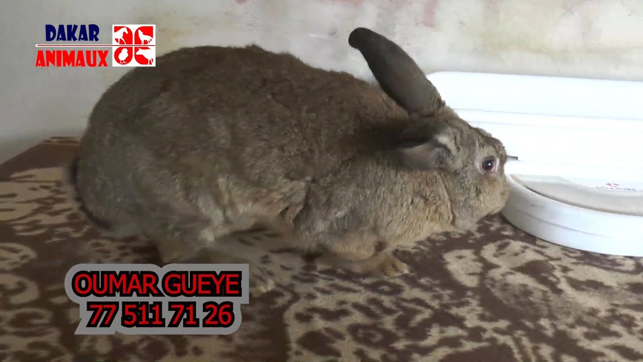 Elevage de lapins: comment ce monsieur fait pour vendre ses sujets...