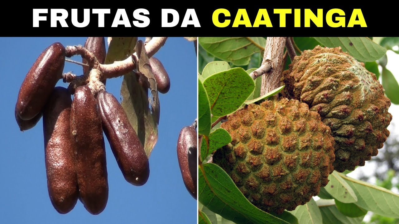 10 Frutas Brasileiras Encontradas na CAATINGA Mais INCRÍVEIS e CURIOSAS
