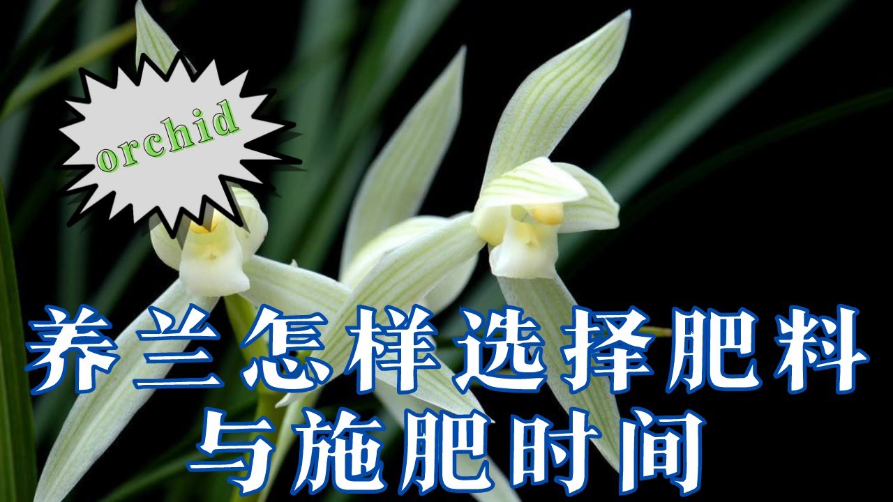 家庭養蘭怎樣施肥，怎樣選擇肥料與施肥時間