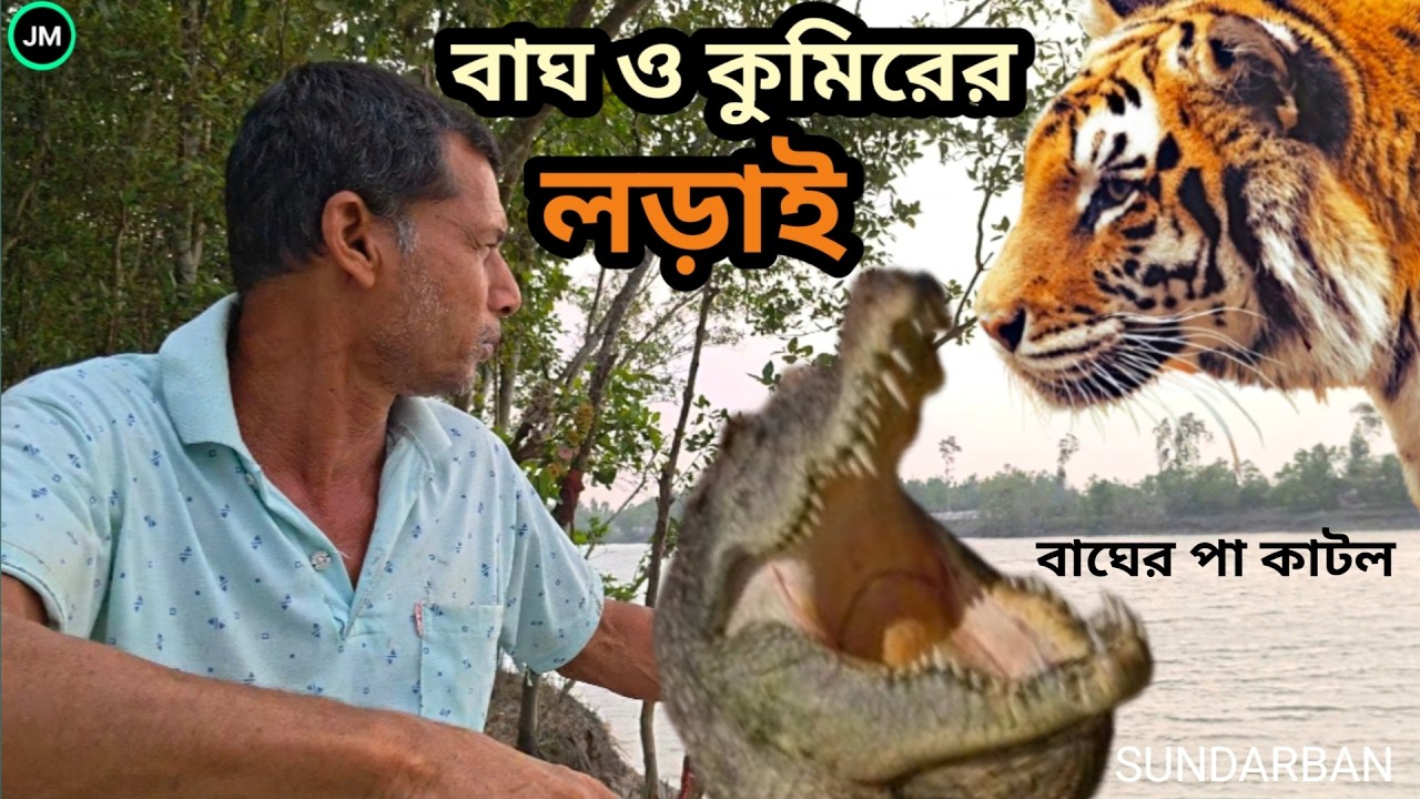 বাঘের সাথে কুমিরের লড়াই।বাঘের পা কেটে নিল কুমির।সুন্দরবন।Tiger Fight With Crocodile