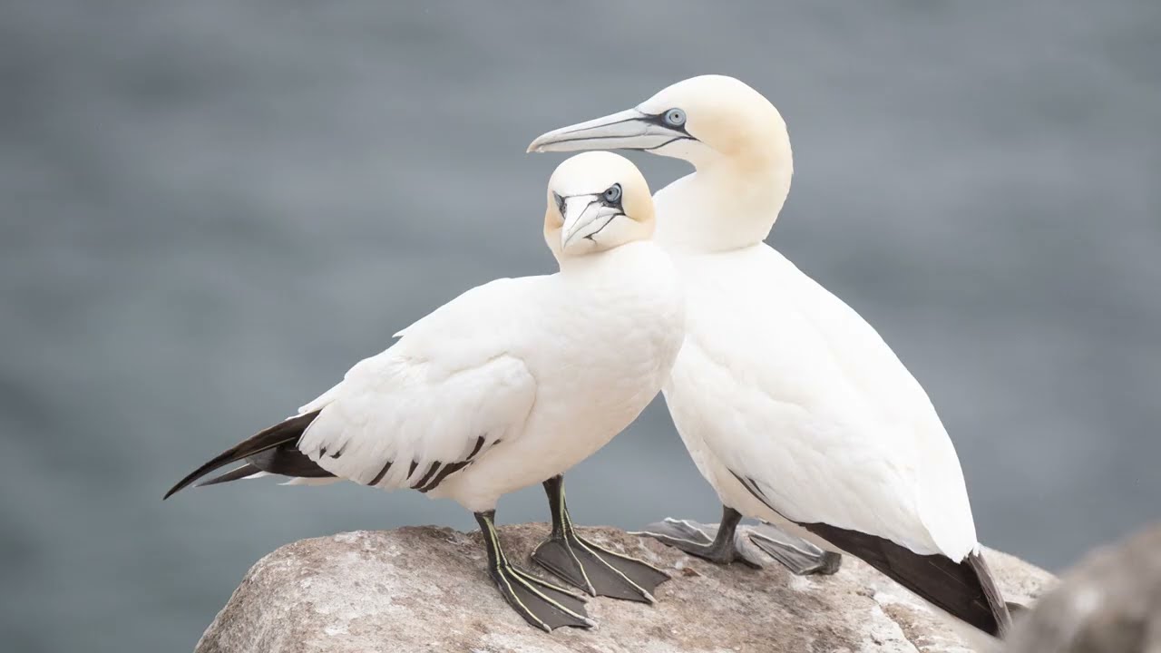 Bird Photography - Gannets - Saltee Island