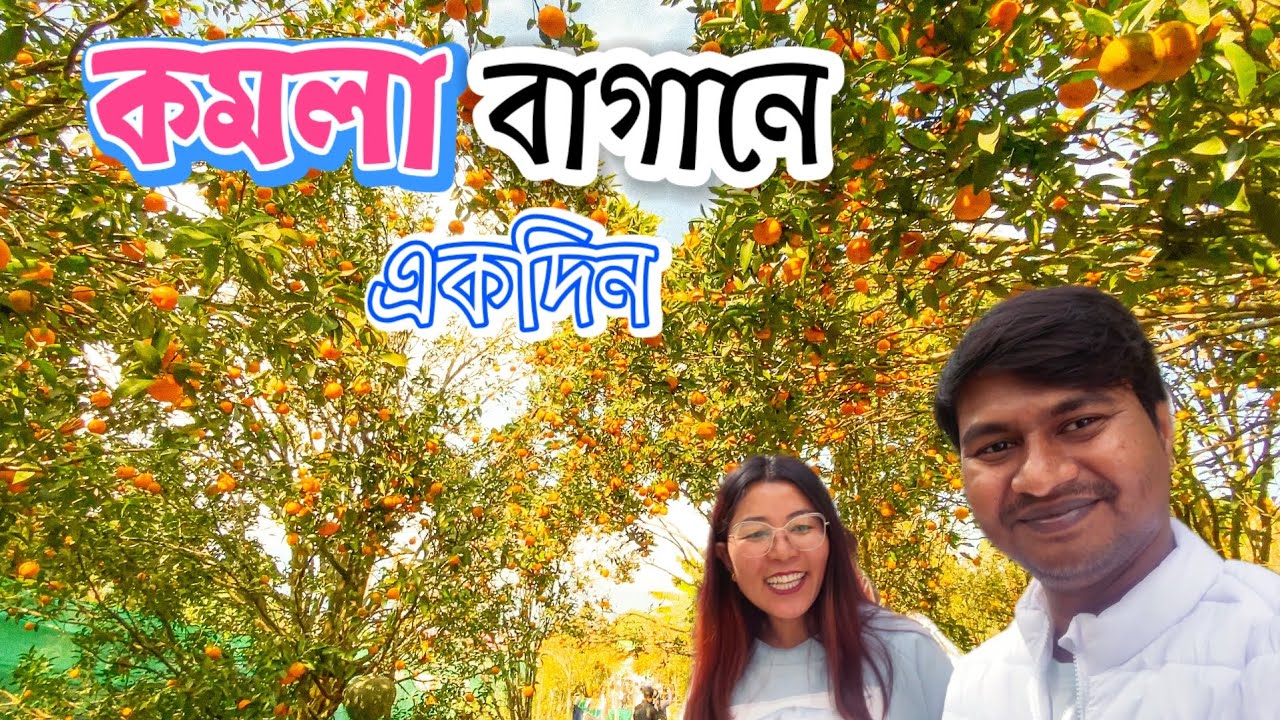 সিটং-এর কমলার বাগানে একদিন!  সাথে রহস্যময় দেবতার পুকুর | Sittong Orange Garden | Namthing Pokhri