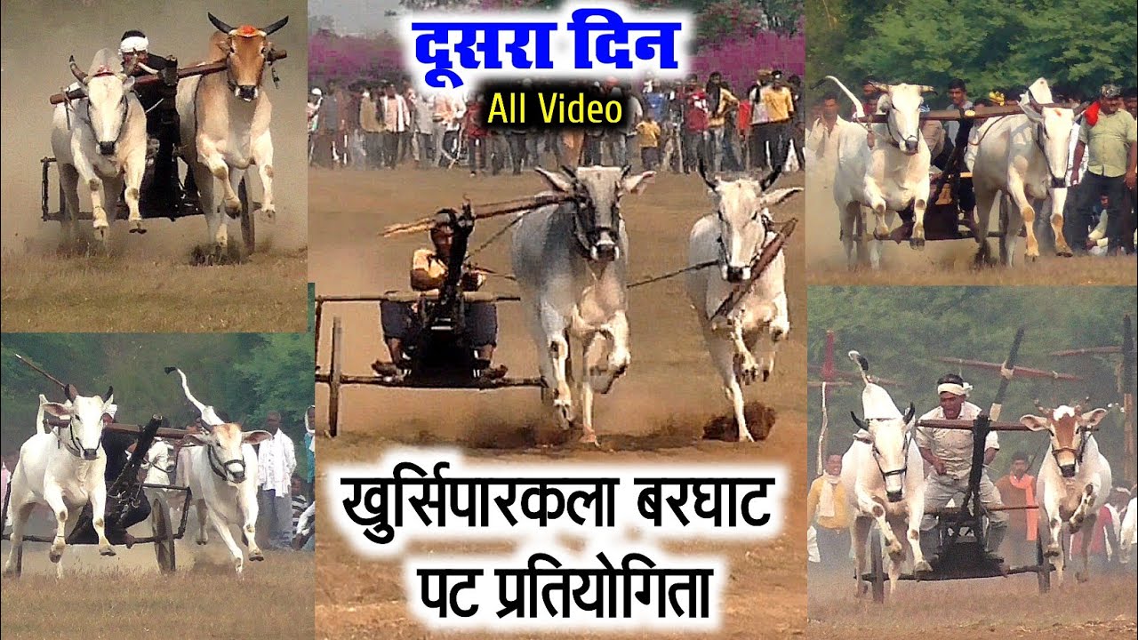 दूसरा दिन फस्ट राउंड | खुर्सिपारकला बरघाट पट प्रतियोगिता 2021 | bailgada sharyat | ox race running |
