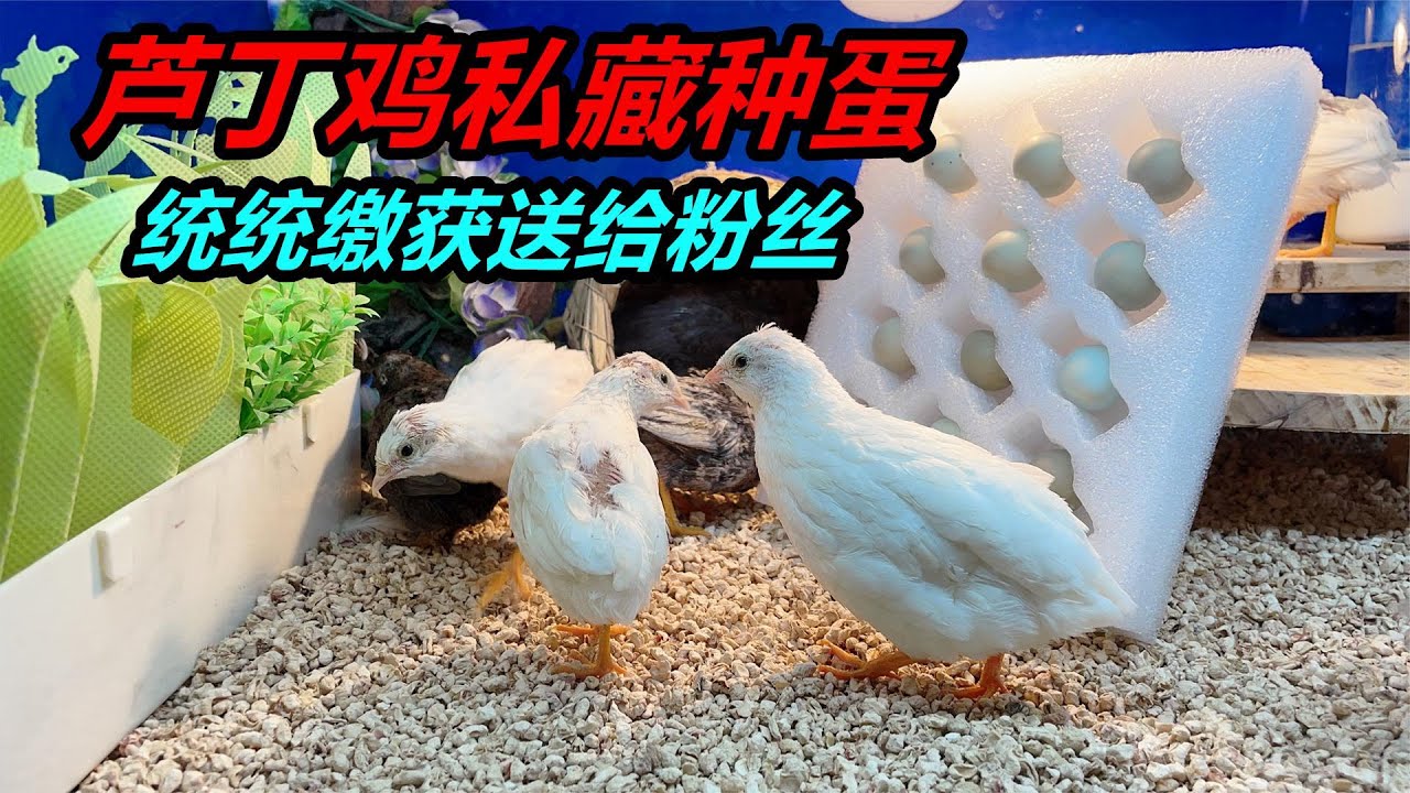 終於搞明白了，蘆丁雞不是沒下蛋，而是把雞蛋藏起來了