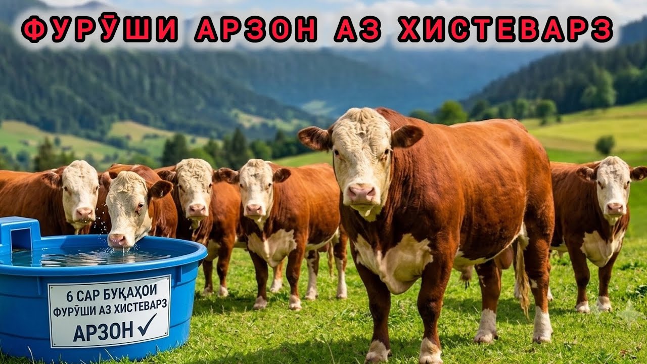 Адрес Хистеварз 