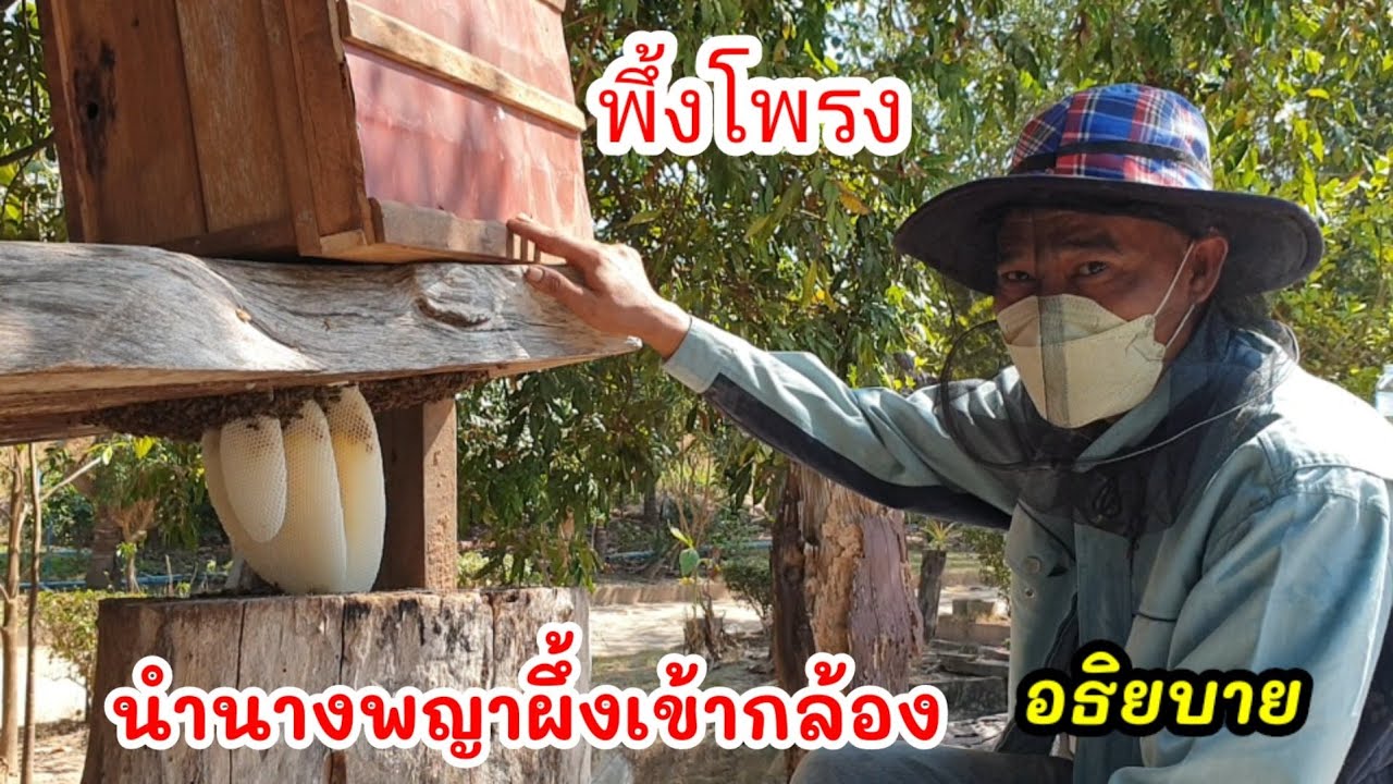 วิธีเอาผึ้งโพรงเข้ากล่องและเอานางพญาเข้าหลอด ทำอธิบายไปด้วย  0800036040