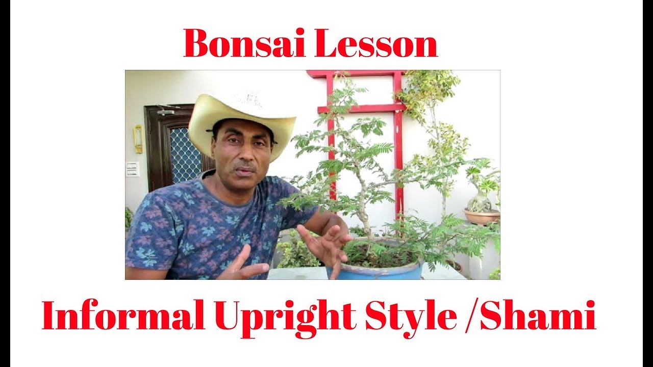 Bonsai Lesson/Informal Upright Style/Shami