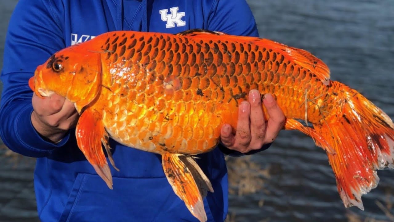 &lsquo;Monster&rsquo; Goldfish the Size of Footballs Are Invading Lakes