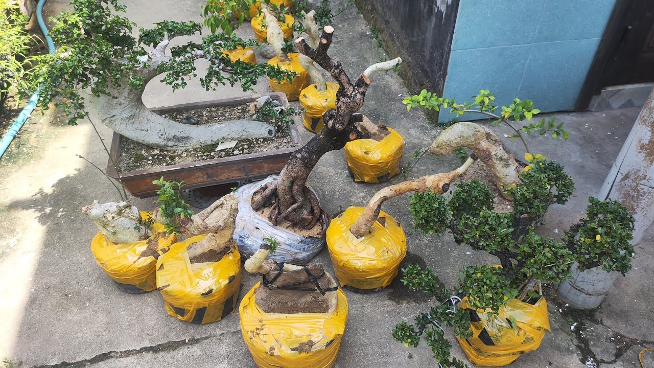 Sáng 4.3 .0359540980 Gl cây cảnh các loại giá rẻ bao ship toàn quốc 