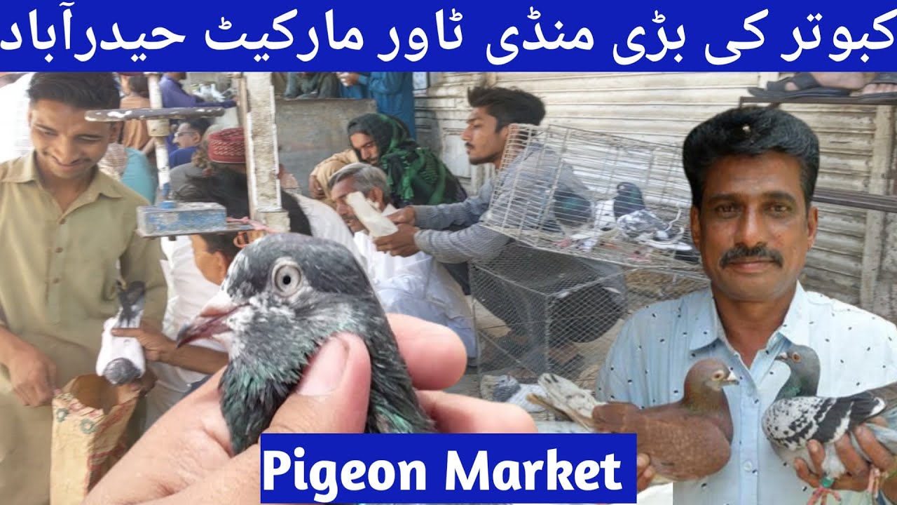 Biggest Pigeon Market Hyderabad | kabootar market | tower market hyderabad | panhwar bird lover