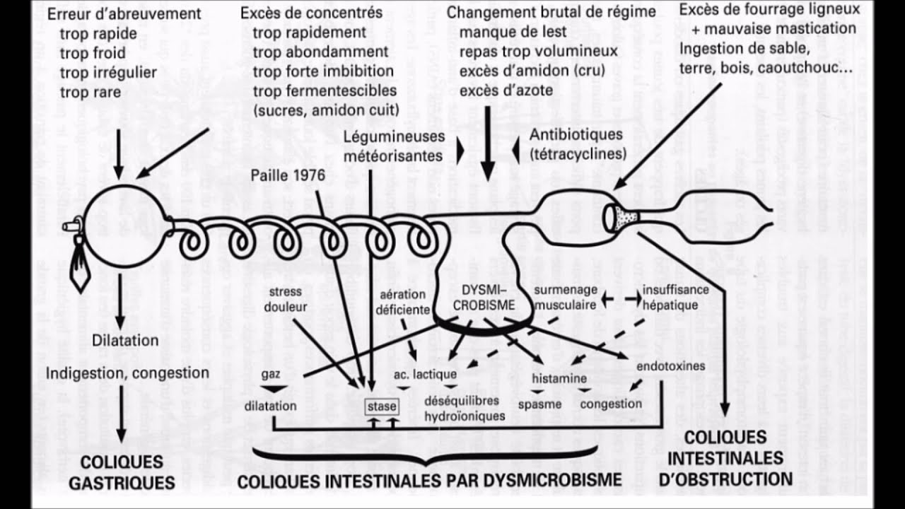 MEDICINA VETERINARIA   Patologia del intestino grueso del Equino   Podcast GCM