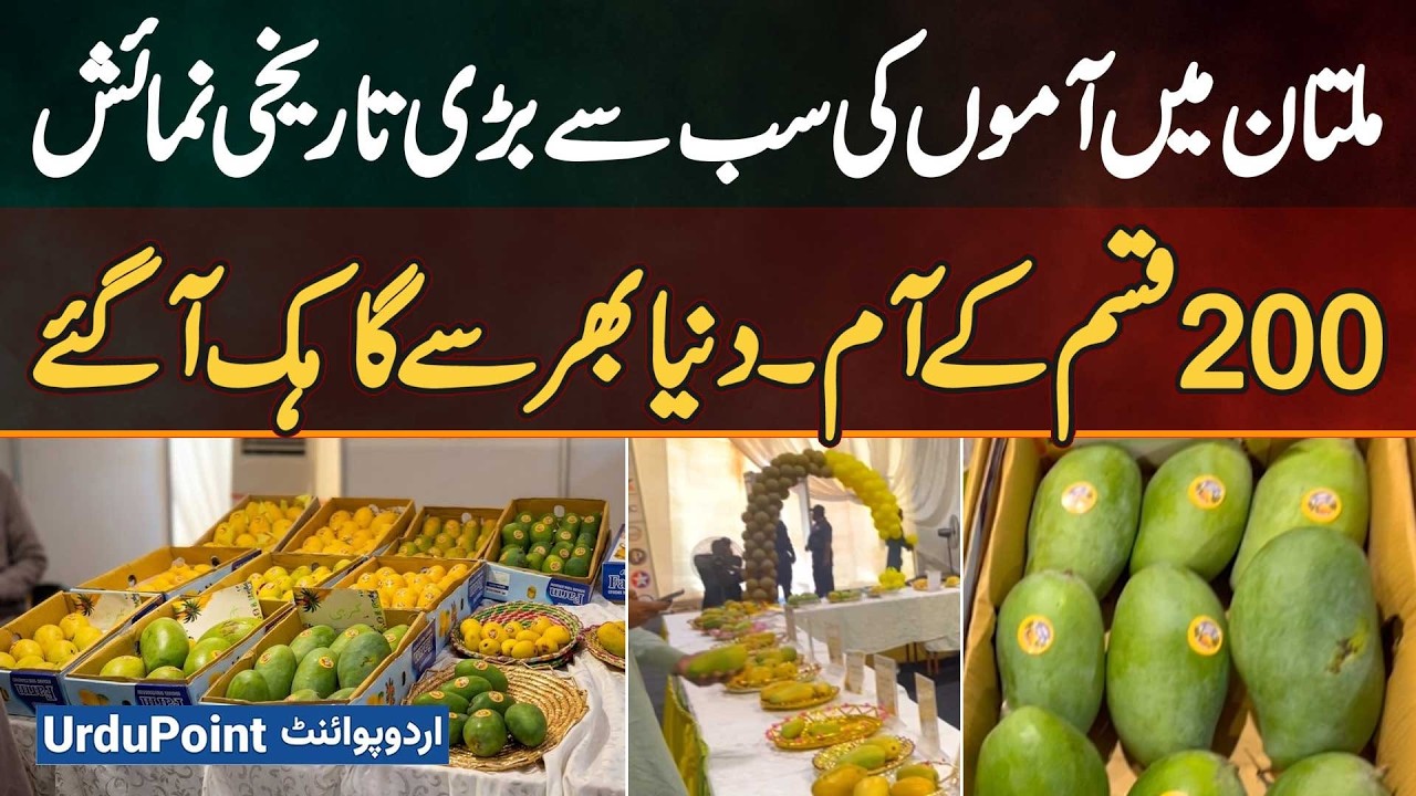 Multan Hosts Biggest Mango Exhibition -&nbsp;200 Mango Varieties Attract Customers From Around The World
