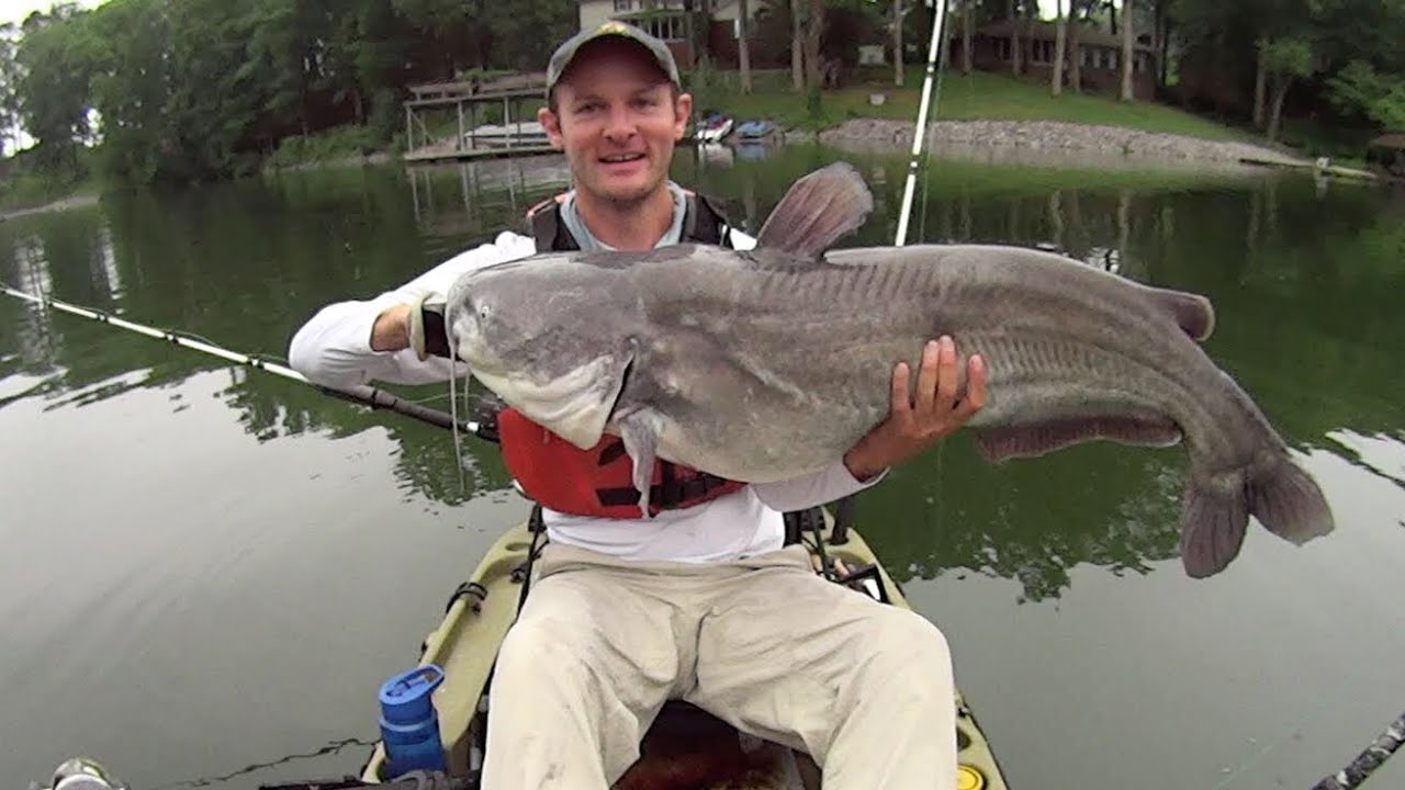 Catching Giant Fish Where People Swim