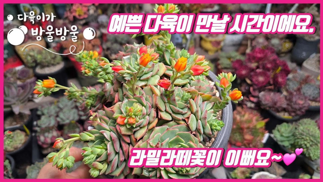 260313 금요일 번개 라방~라방~~💕💕  ☎️010-8835-7281