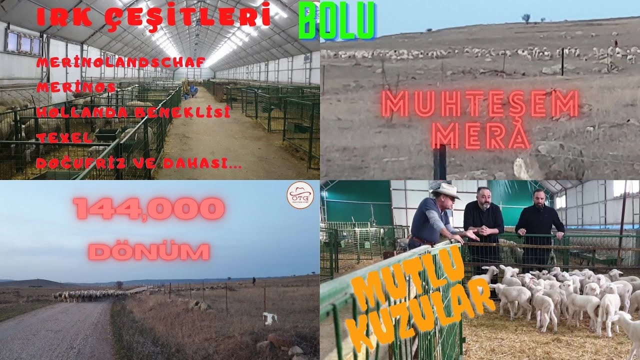 MUHTEŞEM DEV MERAYA BAYILDIM | SIFIR YEMLEME | 144 BİN DÖNÜM MERA | IRK ÇEŞİTLERİ | BOLU