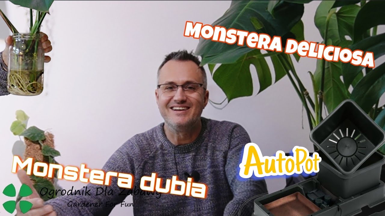 106. Monstera Dubia, ukorzenianie Monstera Deliciosa i innowacyjny system doniczek