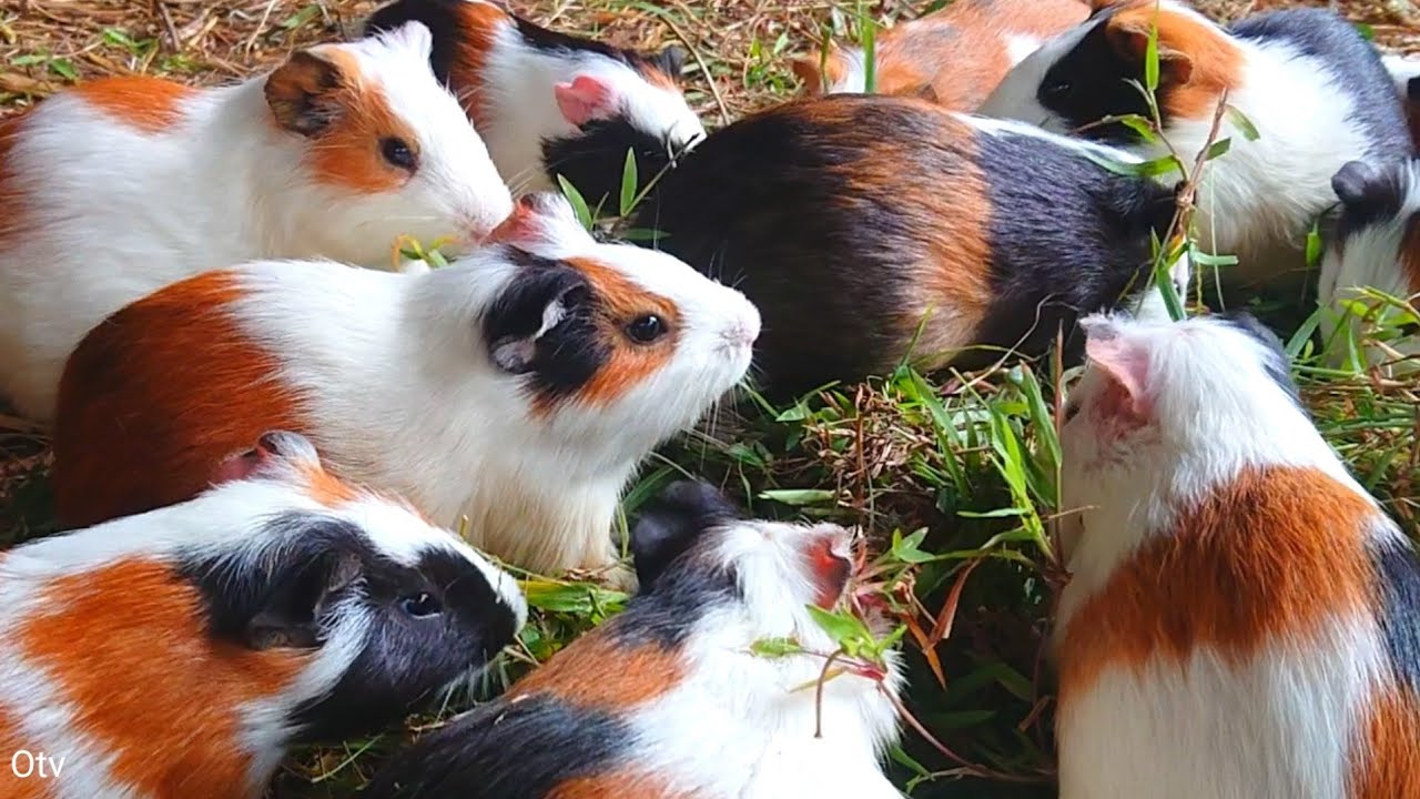 Guinea pig eating asmr, cute guinea pigs, Nature sounds for Guinea pigs, guinea pig eating grass 