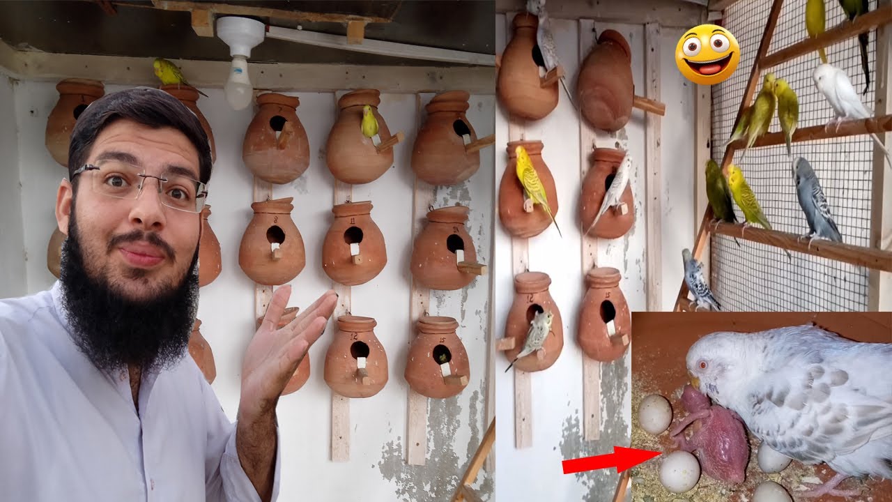Australian Parrot Breeding Progress | 19 April 2024