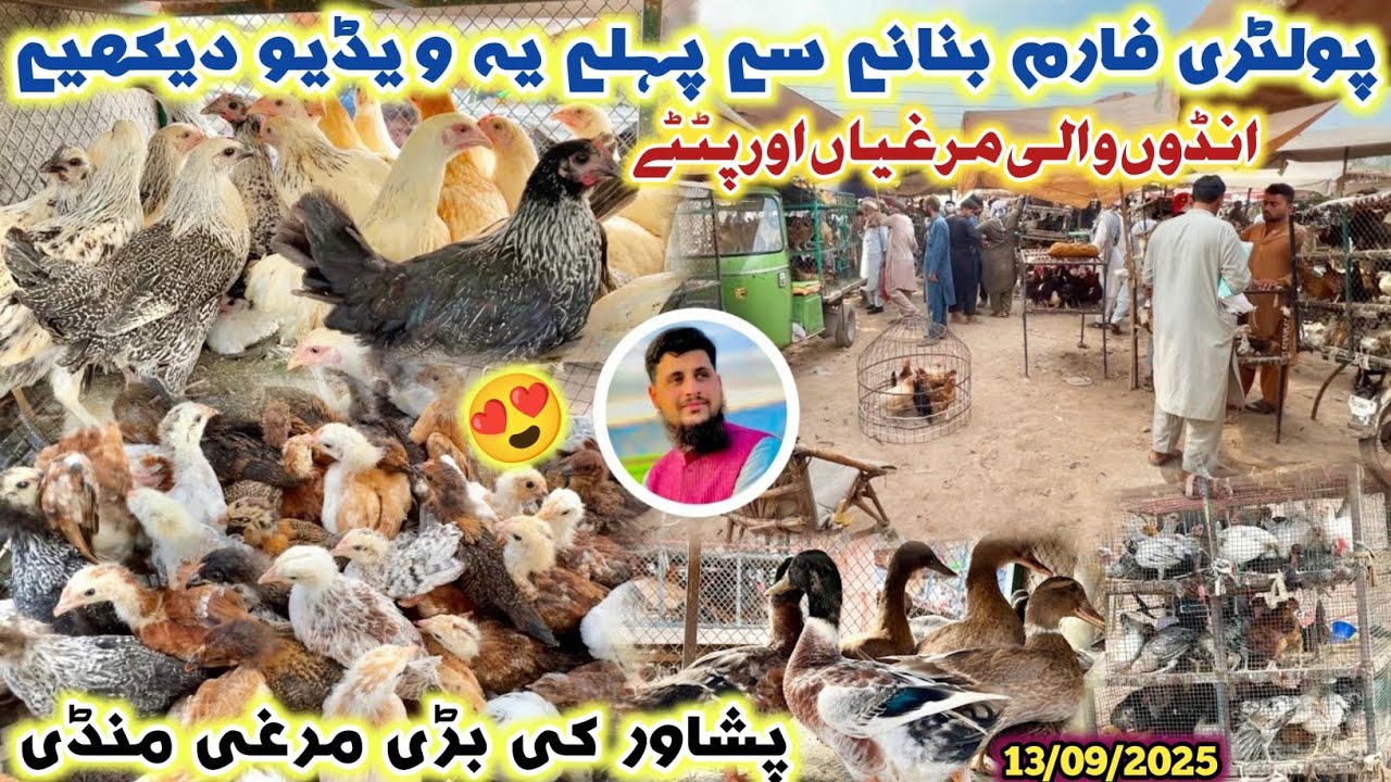 Largest Golden Misri Murga Mandi Peshawar New Updates 13/09/2025 | How To Start Poultry Farm | Izhar