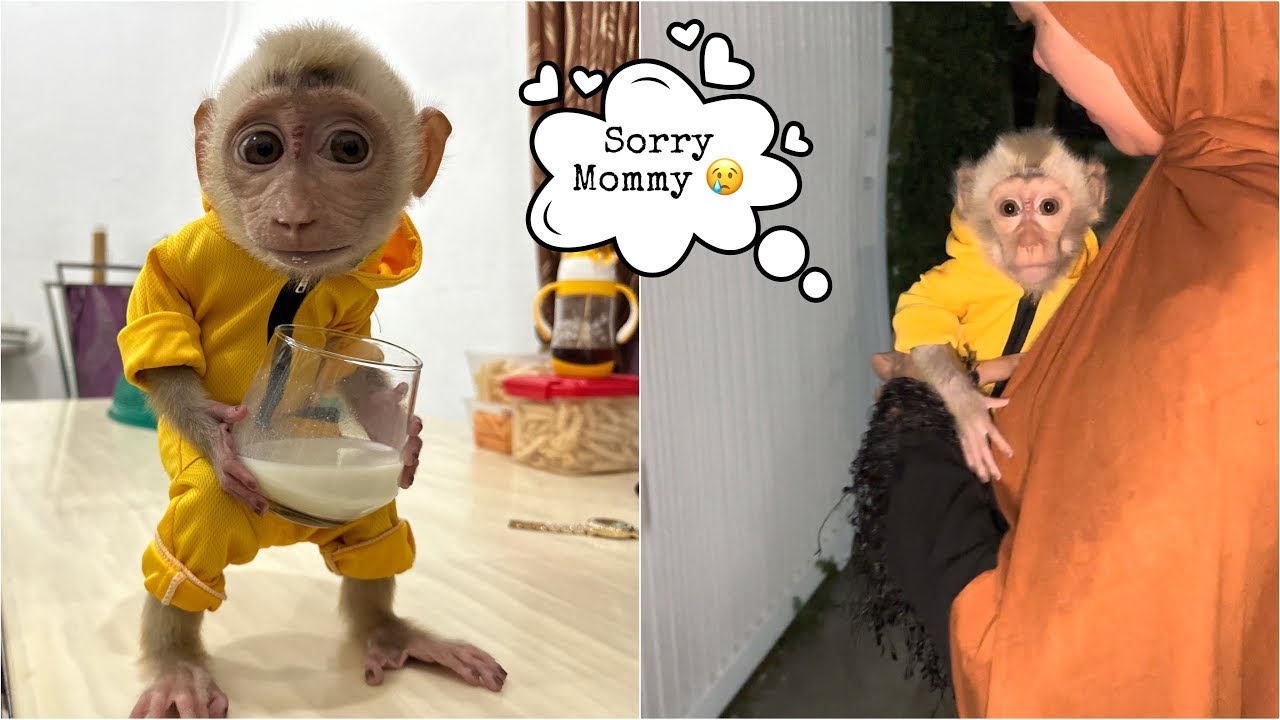 Mommy was afraid Baby Monkey Alpha would be kidnapped when he followed a stranger outside the house