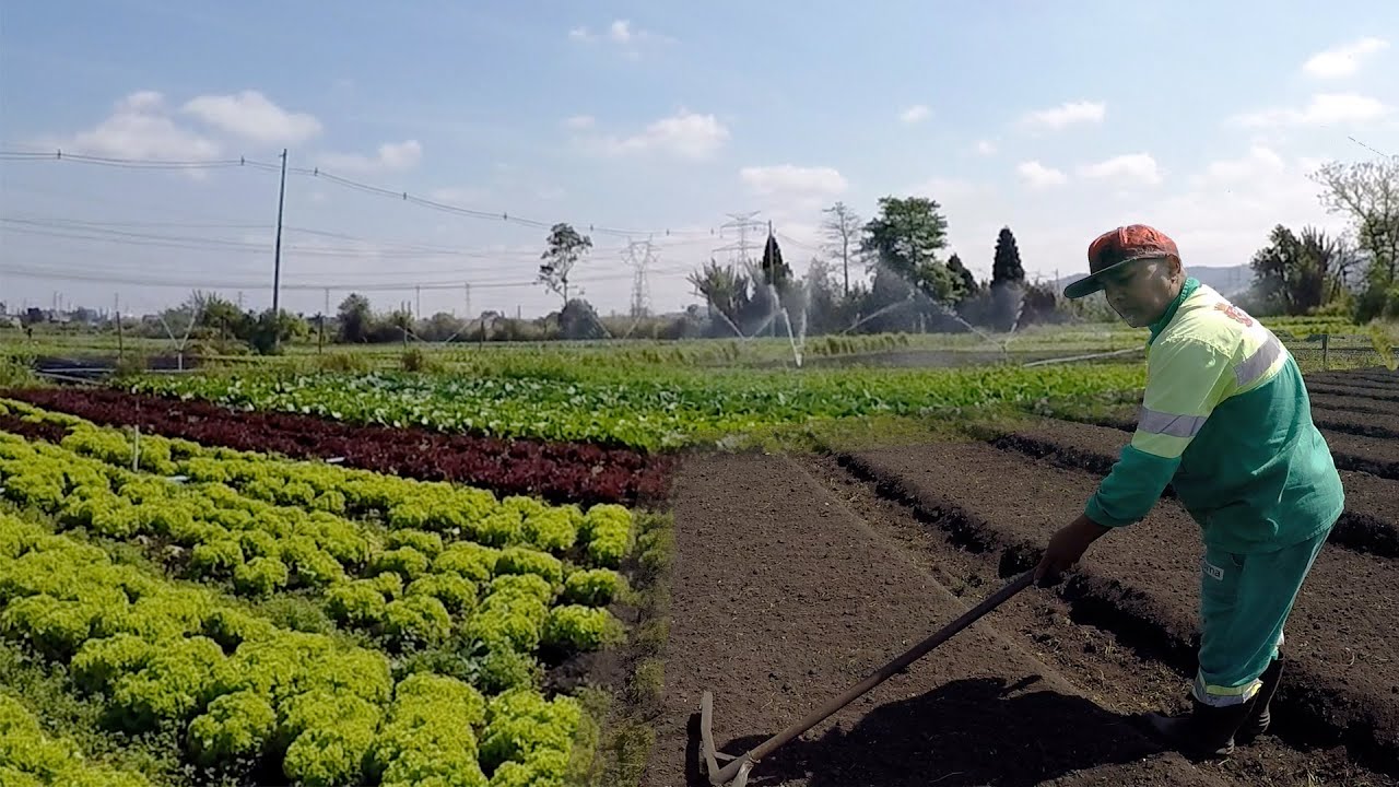SOU AGRICULTOR A MAIS DE 15 ANOS TENHO UMA HORTA E BARRACA NA FEIRA | AGRICULTURA FAMILIAR