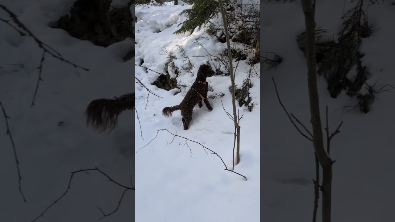 Zoe and I enjoying winter ❄️☃️🐶#norway #winter #moments #life #doglife