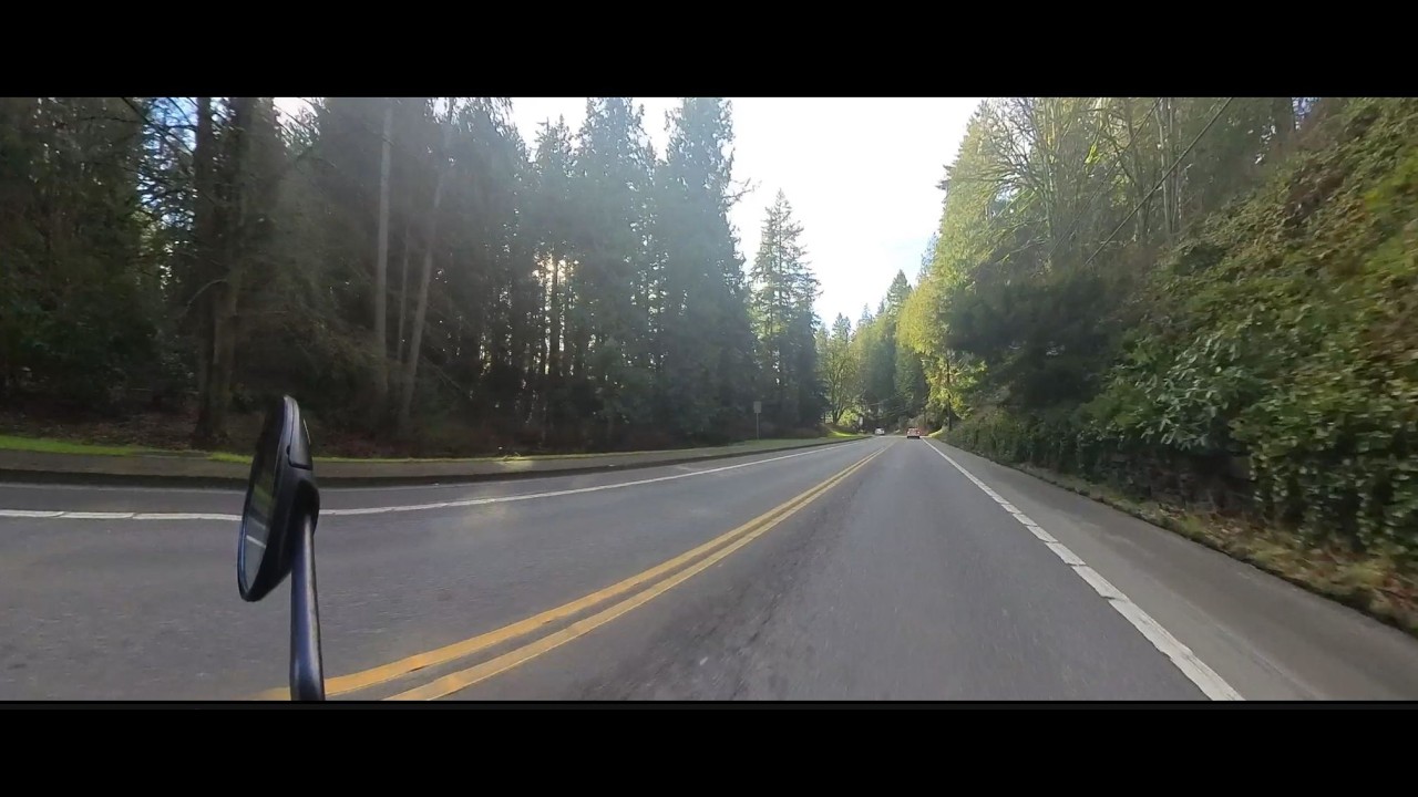 POV PNW Everett Trees