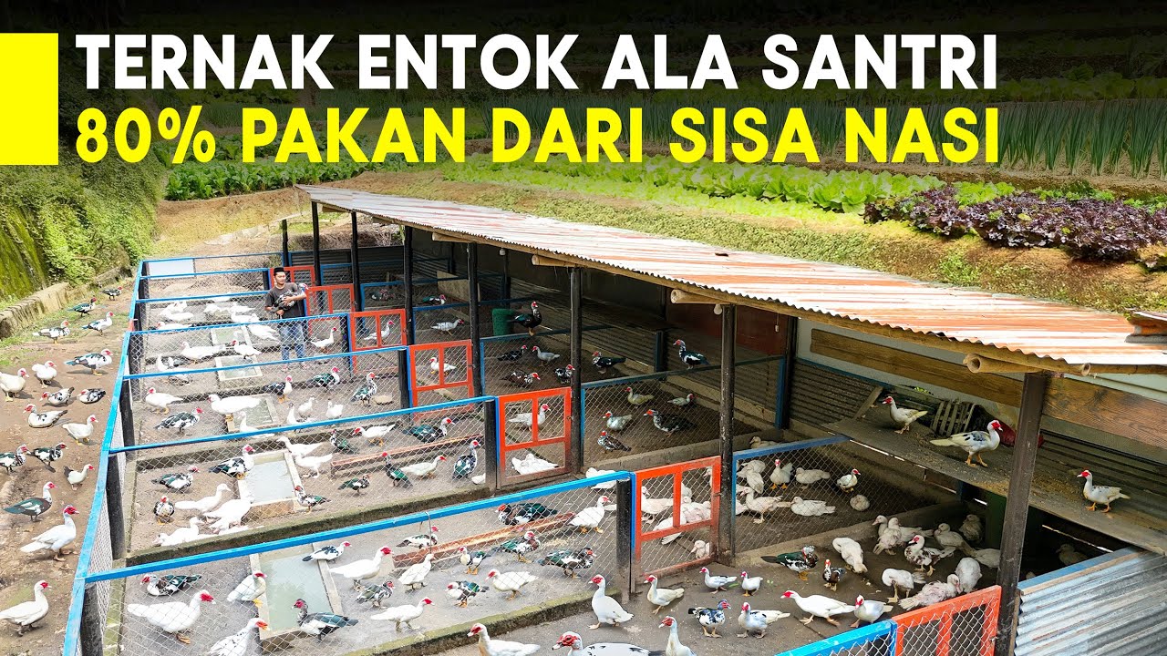 SANTRI TERNAK ENTOK JUMBO DI PESANTREN 80% MANFAATKAN SISA NASI UNTUK PAKAN TERNAK