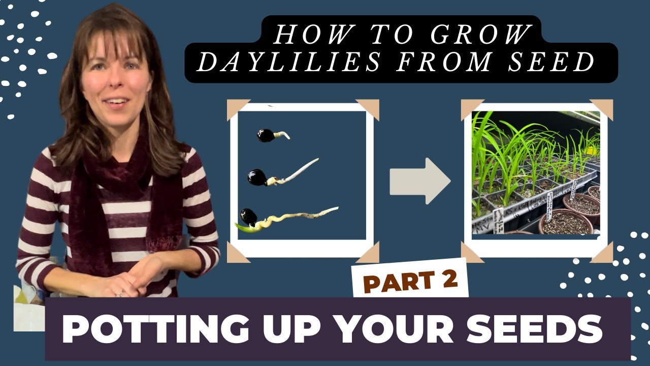 HOW TO GROW DAYLILY PLANTS FROM SEED // VIDEO SERIES //  PART 2: POTTING UP YOUR GERMINATED SEEDS