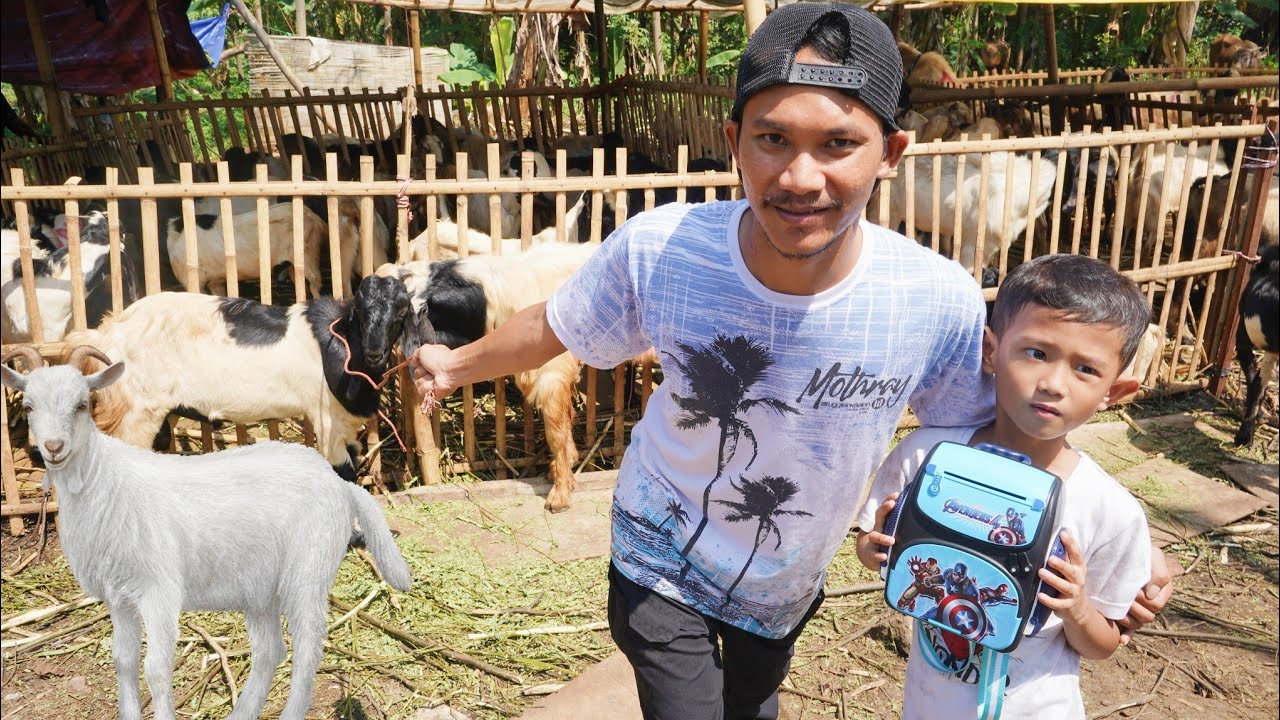 ALI NEKAT BELI KAMBING PAKE UANG CELENGAN SENDIRI🐐 BUAT BAYI AZAM | Ali vlog