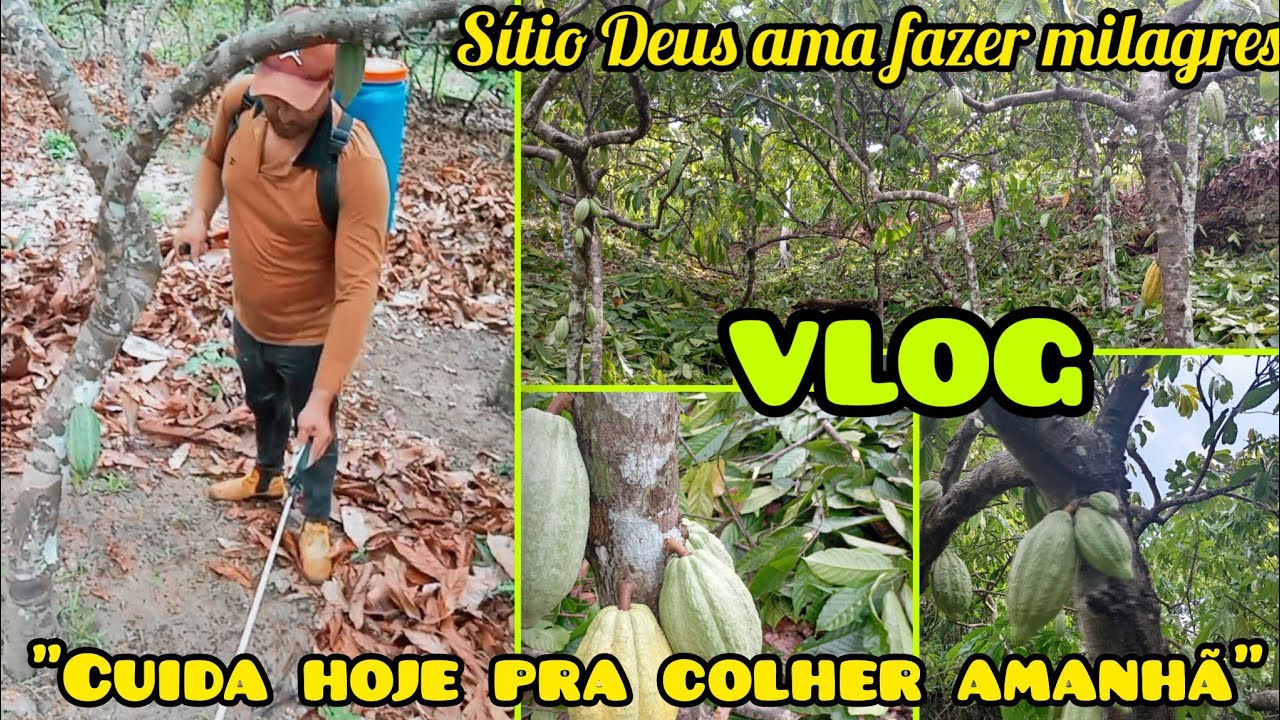 Rotina no Cacau: Poda Certinha e Uréia pra Fortalecer os Pés