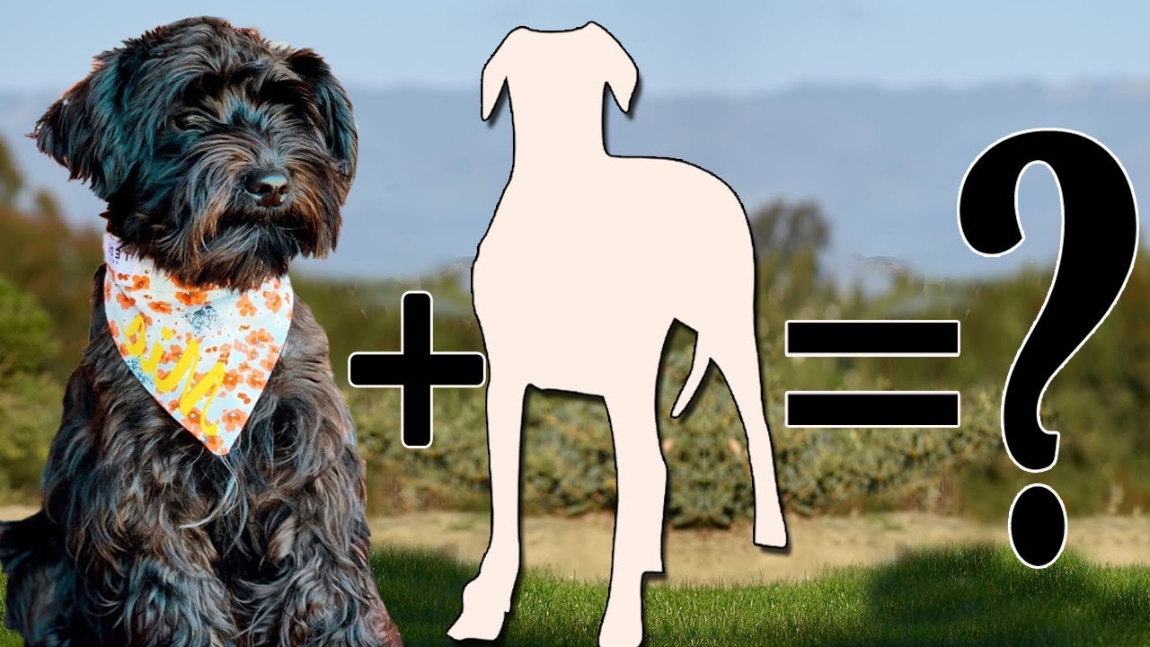 Schnauzer Mixes: 9 Different Schnauzer Hybrids