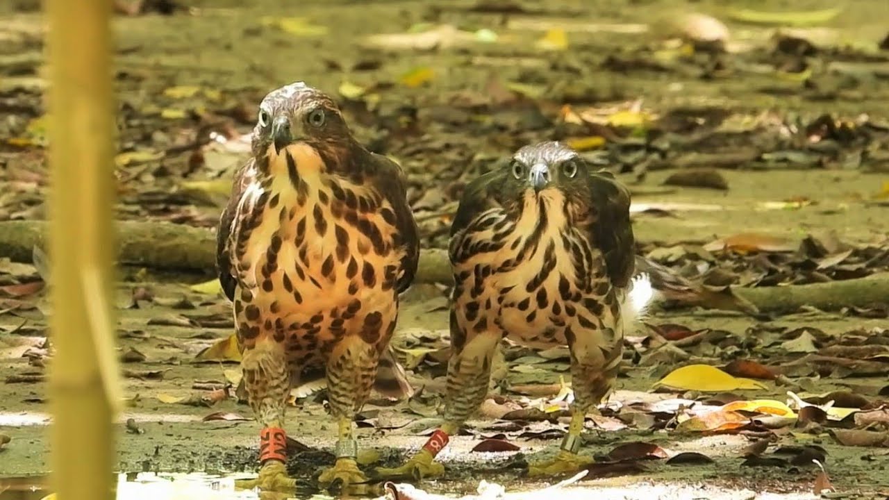 20200615 雙寶到地上洗澡喝水兼玩耍／Bathing【大安森林公園鳳頭蒼鷹Crested Goshawk】