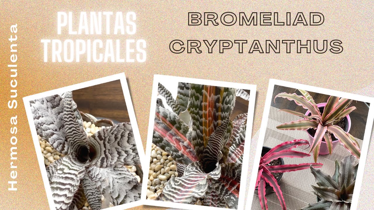 Colección plantas Tropicales Bromeliad Cryptanthus  ⭐️🍍🪴