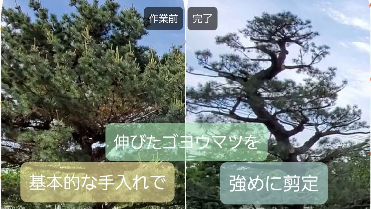【剪定】伸びたゴヨウマツをなんとなく・それっぽく【強めの方法です】